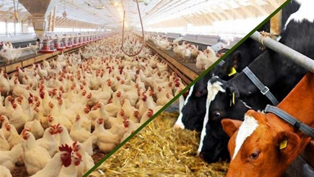 توزیع ۱۳۴ هزار تن نهاده‌های دام و طیوردرگلستان