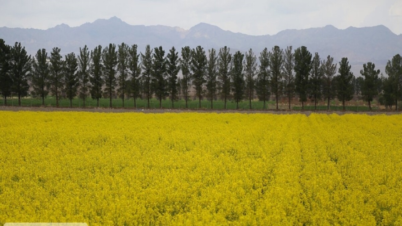 کشت کلزا در ۲ هزار هکتار از مزارع کشاورزی سیستان‌وبلوچستان
