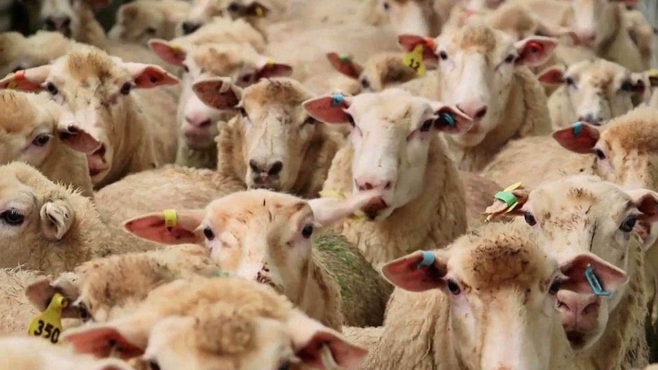 هویت گذاری دام‌های سبک و سنگین در فارس
