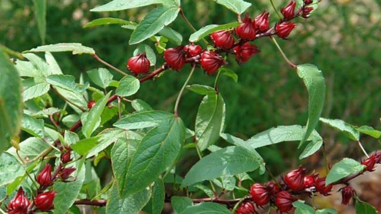 تولید چای ترش برای اولین بار در مرودشت