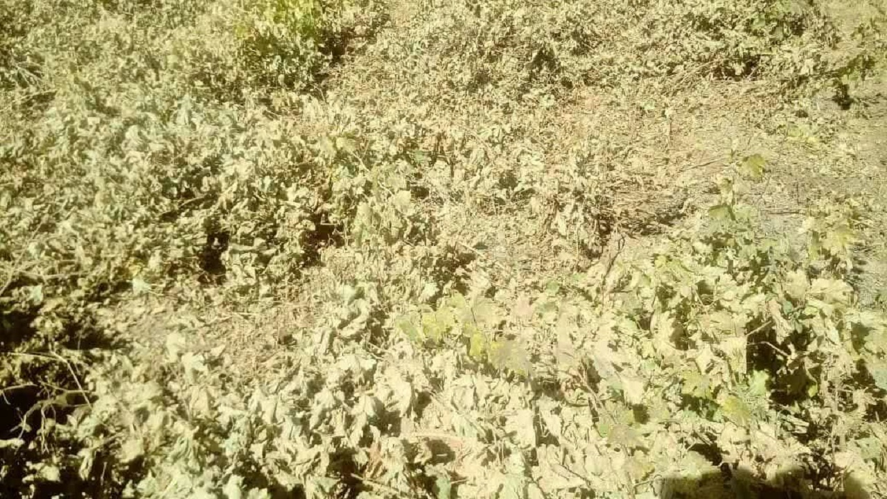 سرمازدگی تاکستان‌های بخش صمصامی در کوهرنگ