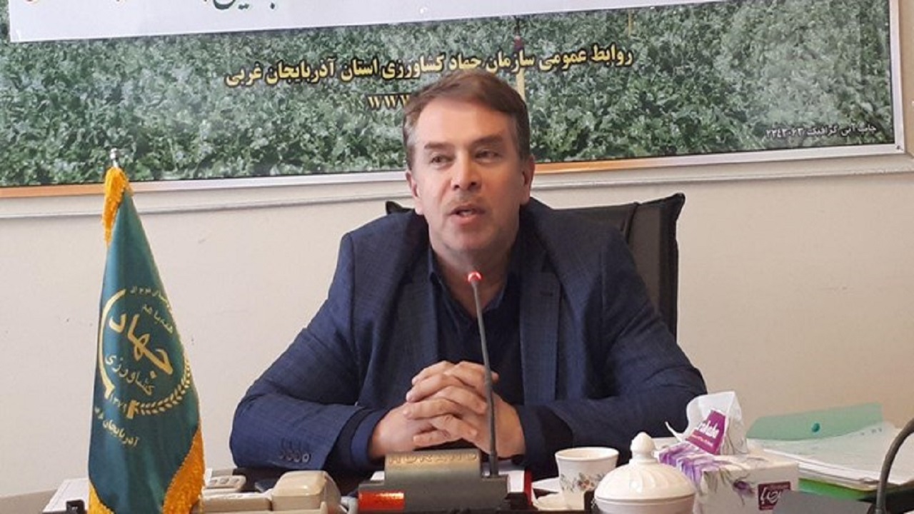 کشت دانه روغنی کلزا در سطح ۲۲۵۰ هکتار از اراضی زراعی آذربایجان‌غربی