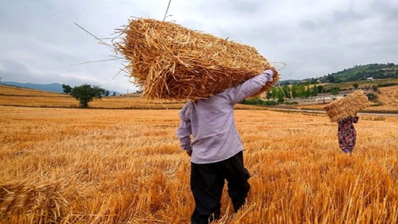 زمان پرداخت پول گندم‌کاران شهرستانی تابع زمانبندی ملی است