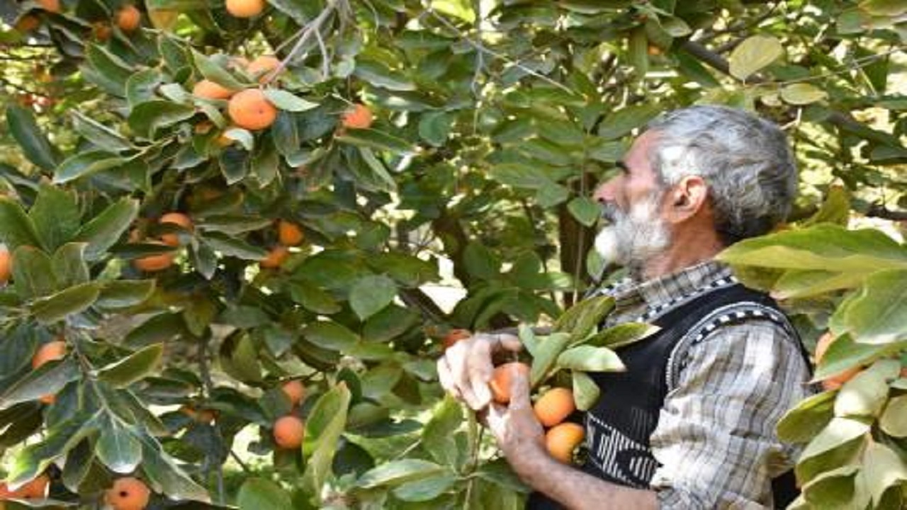 پیش‌بینی برداشت ۸۰۰ تن محصول خرمالو از باغ های نیاسر کاشان