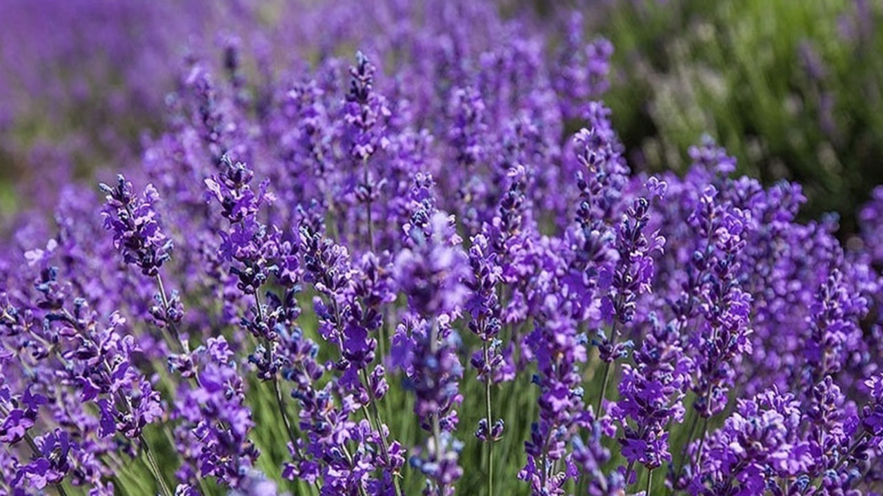 آیا اسطوخودوس به کاهش اضطراب کمک می&zwnj;کند؟