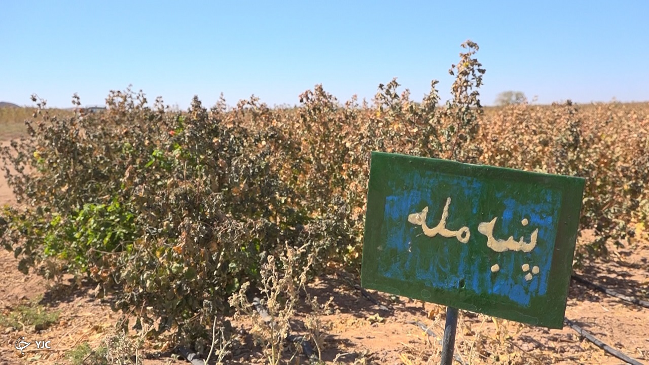 صفر تا صد تولید پارچه مله ایران در خراسان جنوبی/مله خوسف در راه جهانی شدن