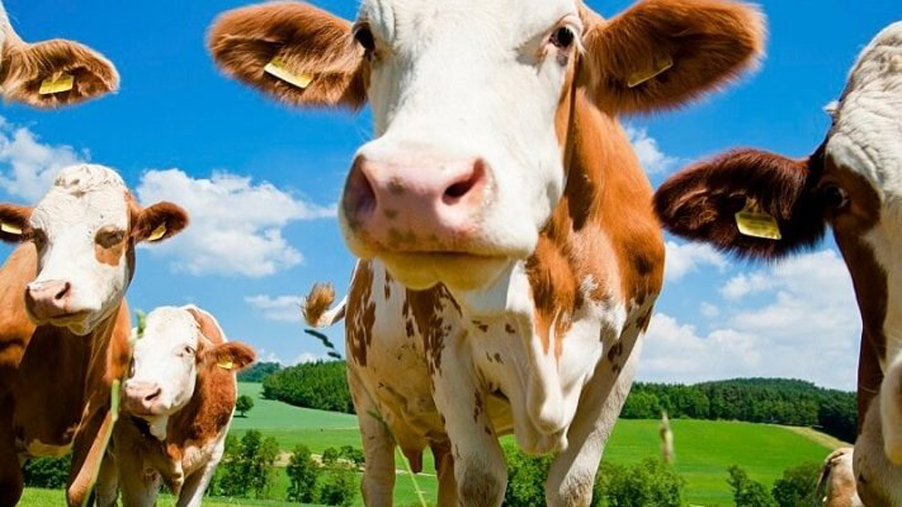 اجرای طرح بیمه تمام خطر برای دام‌ های سنگین در فارس