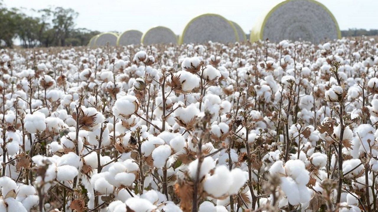 آغاز برداشت پنبه از سطح مزارع نیشابور