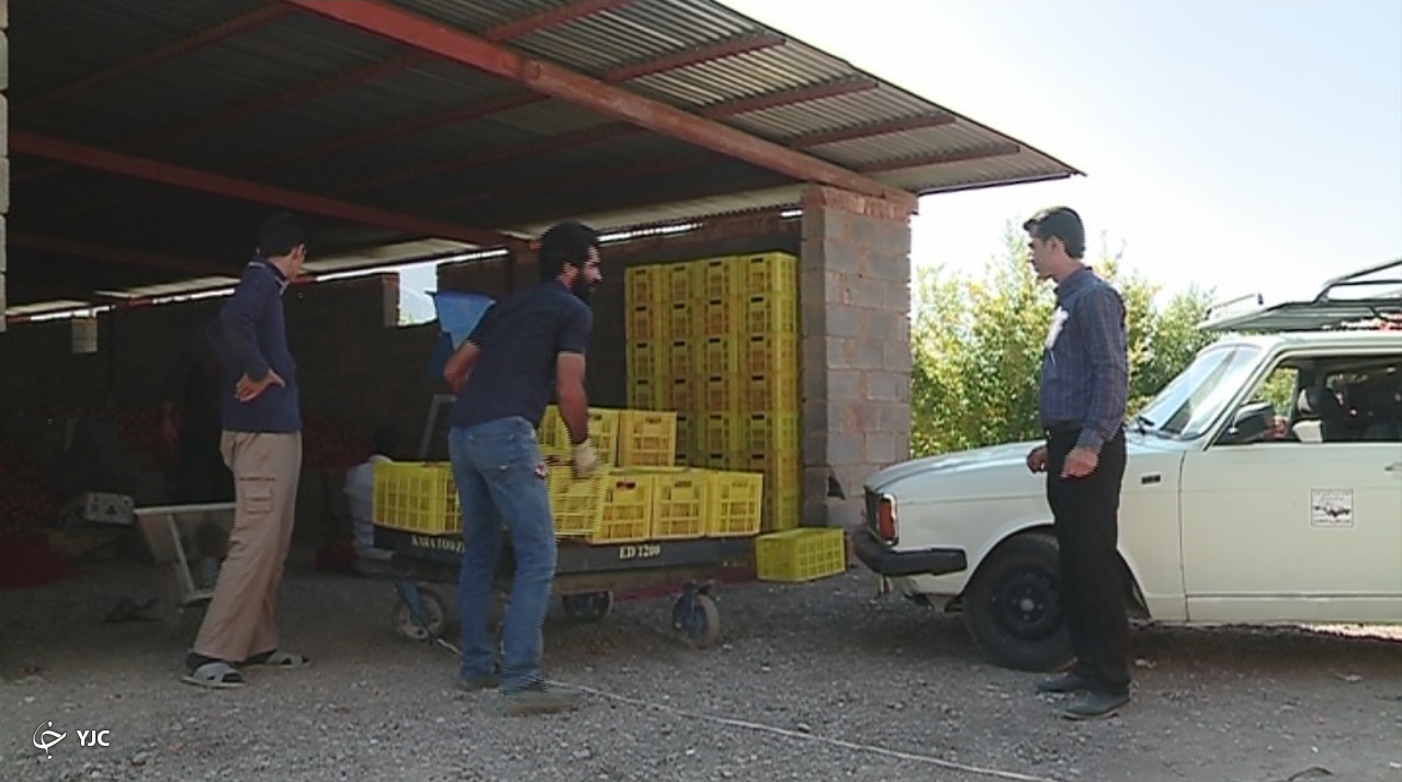 آوازه جهانی انار ساوه
