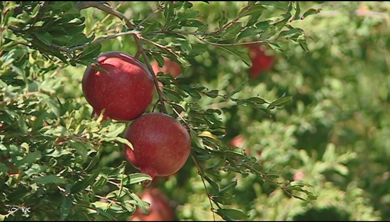 آوازه جهانی انار ساوه