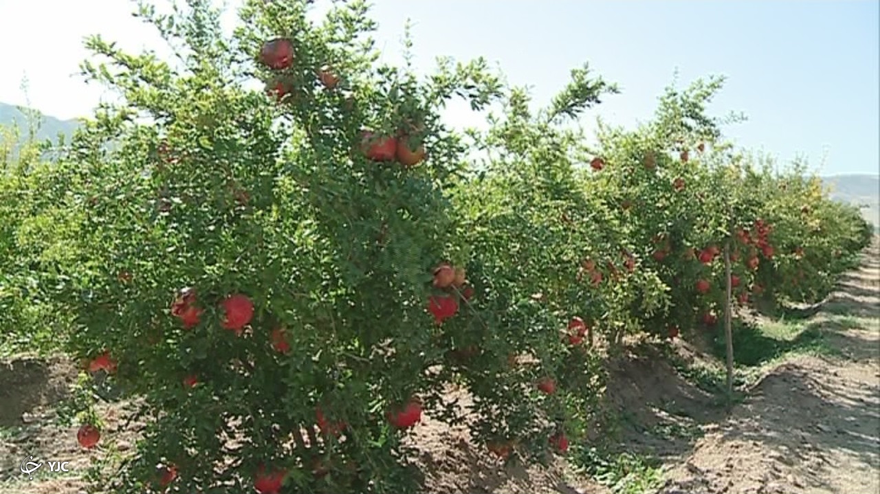 آوازه جهانی انار ساوه