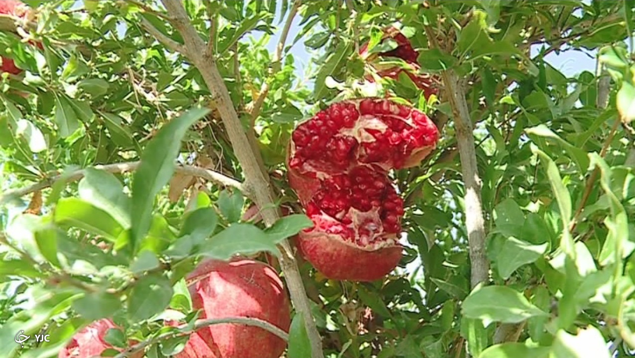 آوازه جهانی انار ساوه