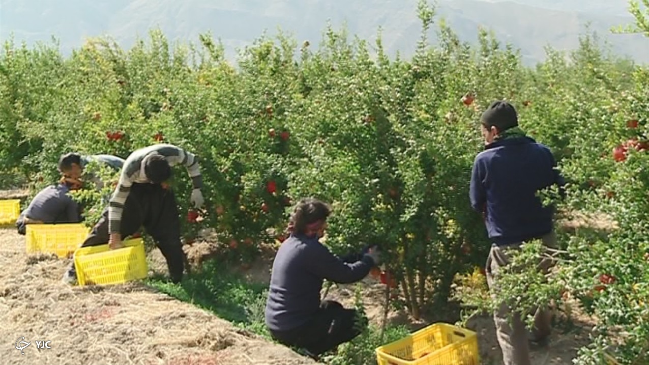 آوازه جهانی انار ساوه
