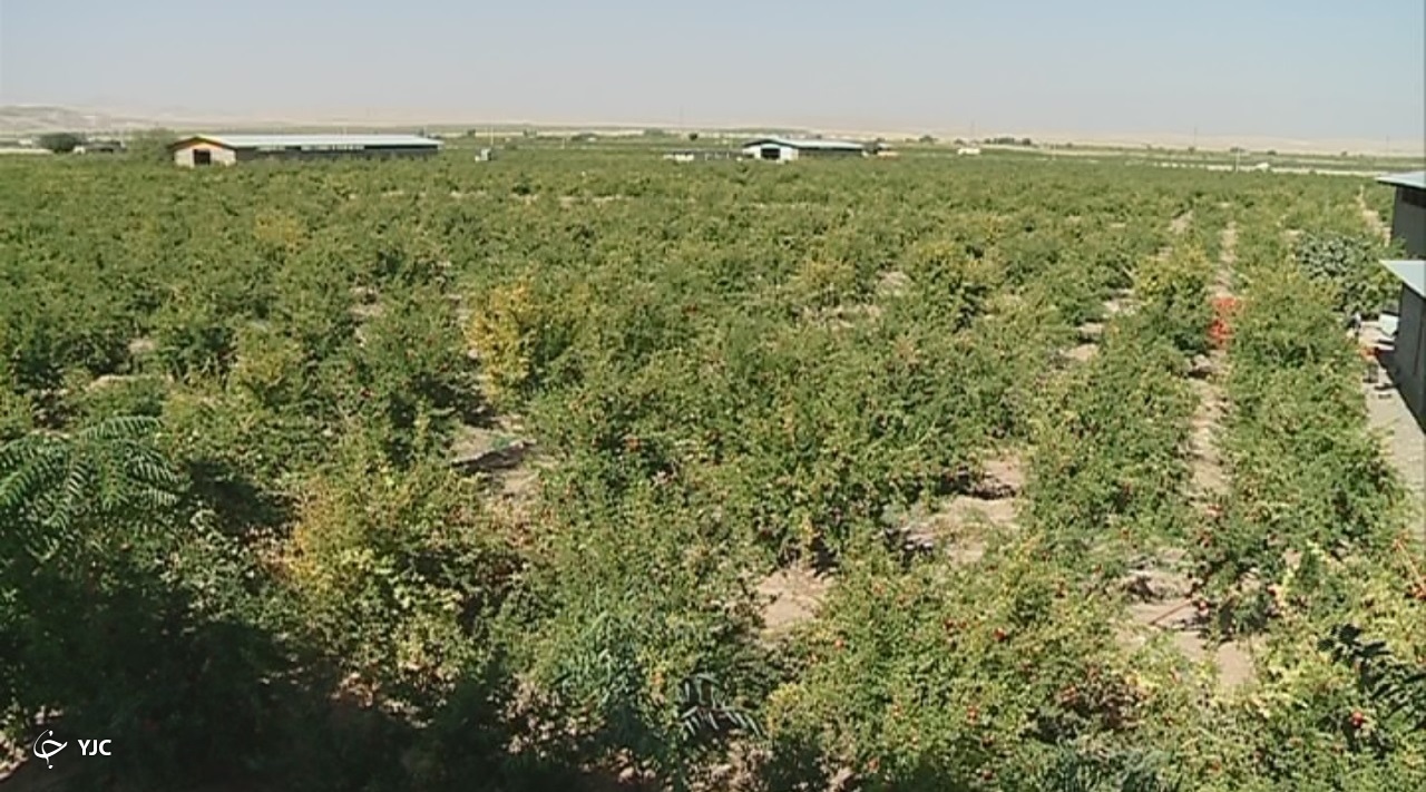 آوازه جهانی انار ساوه