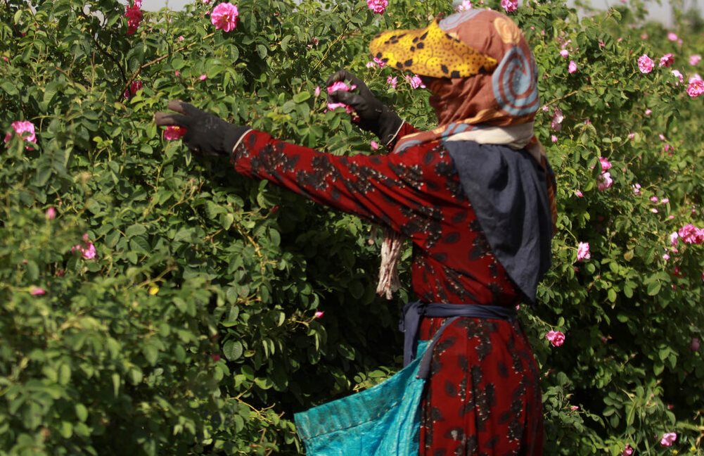 اشتغالزایی برای ۳۳۰ نفر از بانوان سرپرست خانوار آذربایجان شرقی