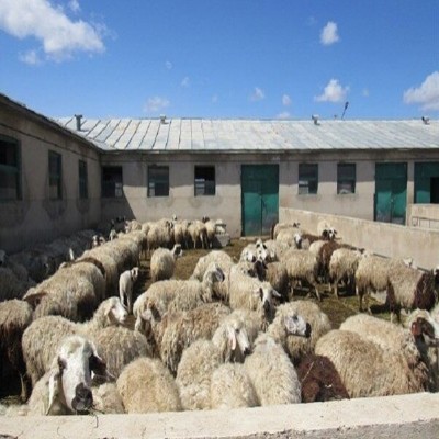 ممنوعیت خروج دام از استان همدان