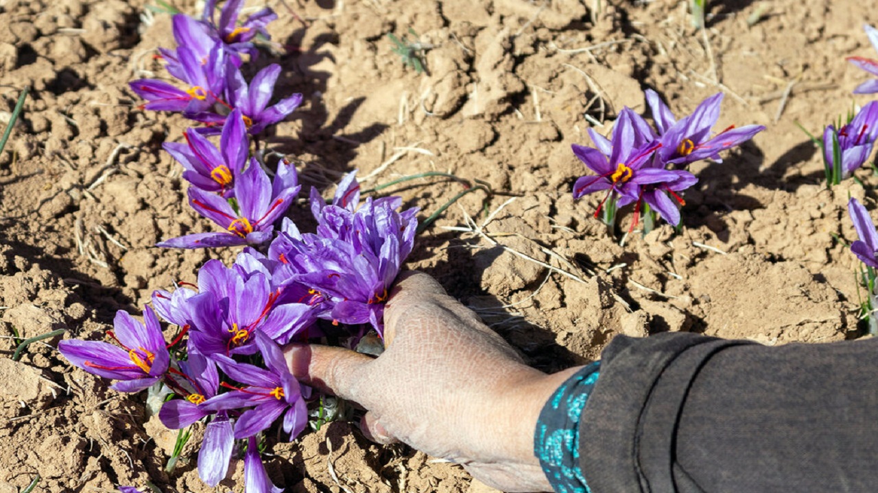گیاه زعفران