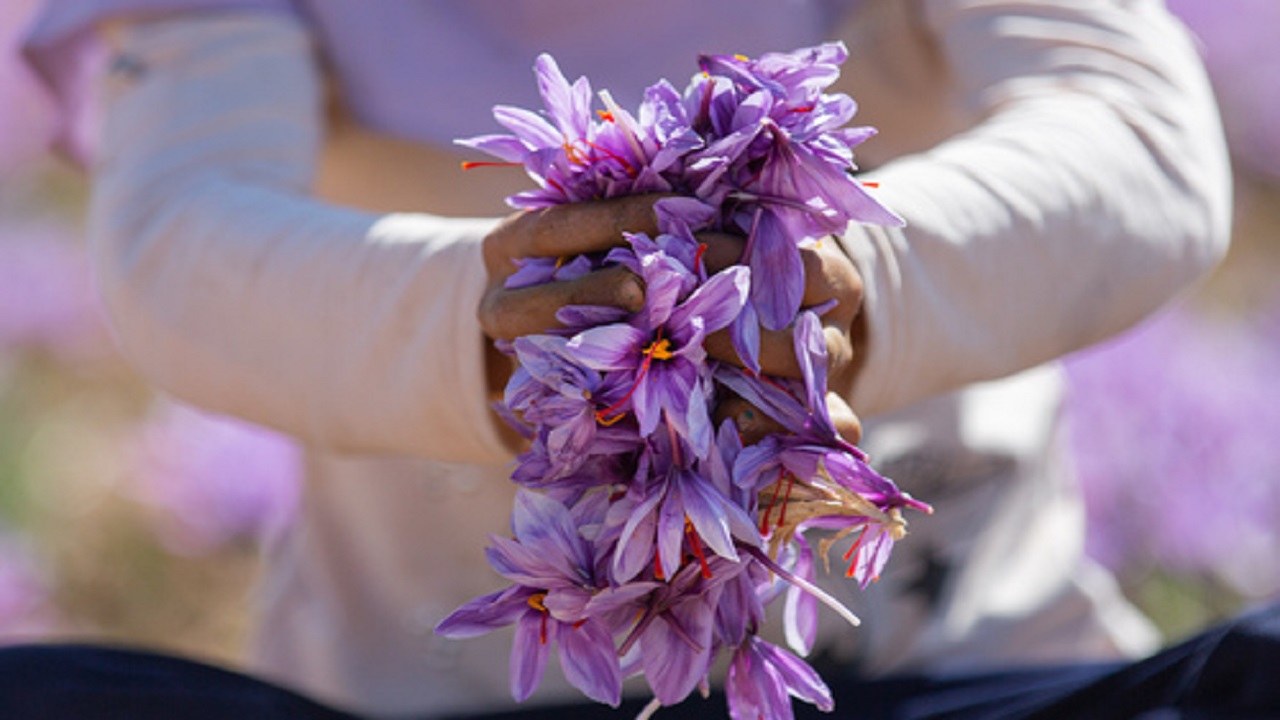 گیاه زعفران