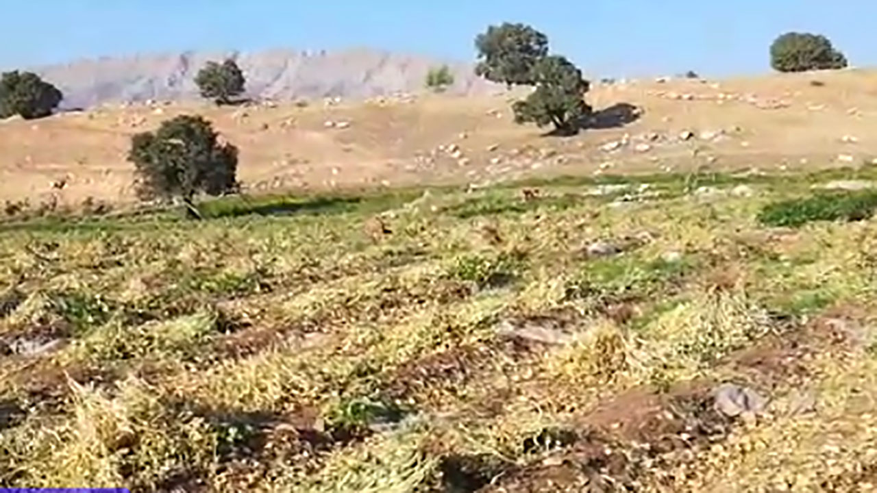 برداشت لوبیا در«معمولان» + فیلم