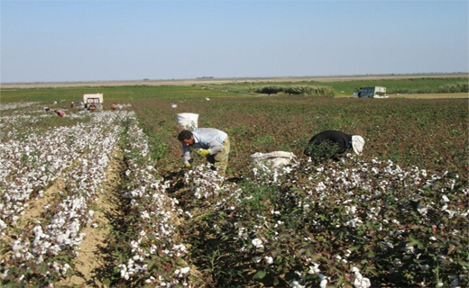 احیای طلای سفید مغان و مخاطرات پیش روی آن