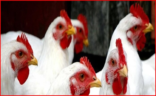 مرغ اجدادی از رونق تولید تا خودکفایی ملی