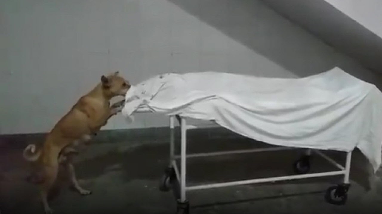 صحنه وحشتناک خورده شدن جسد مرده توسط سگ! ۱۵+
