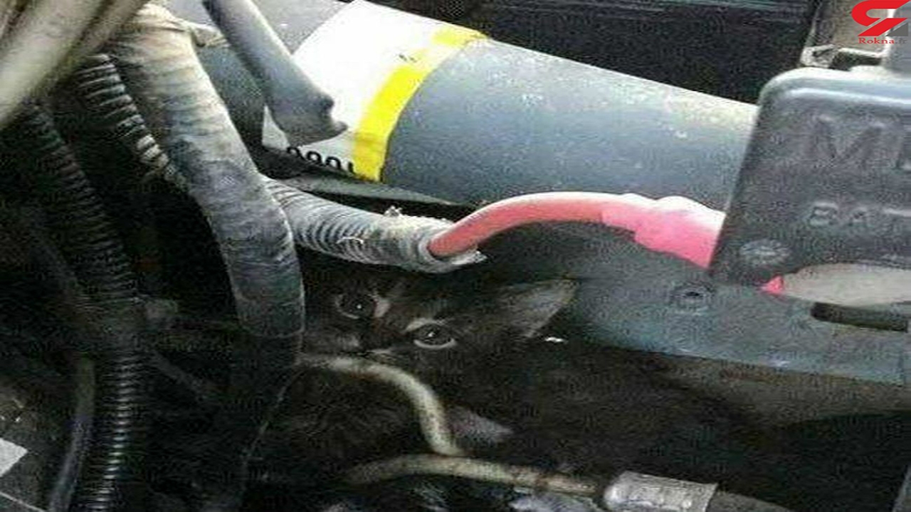 در فصل سرما مراقب گربه ‌های پناه برده به موتور خودرو باشیم