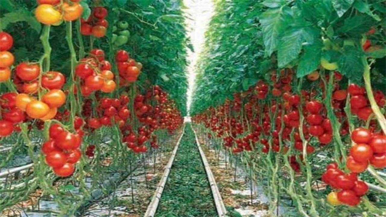افزایش ۱۰ برابری محصولات گلخانه‌ای خراسان شمالی