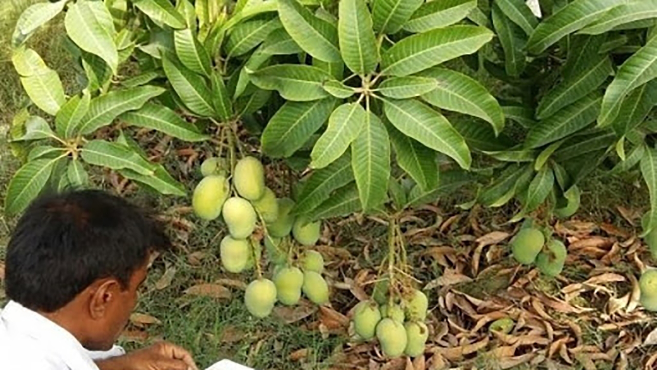 کشت میوه های گرمسیری