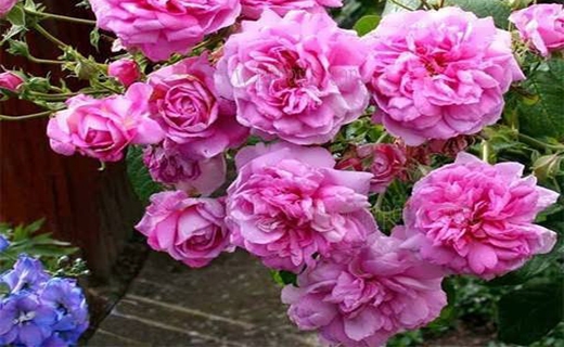 کفه برابر درآمدزایی از &laquo;طلای سبز و سیاه&raquo;