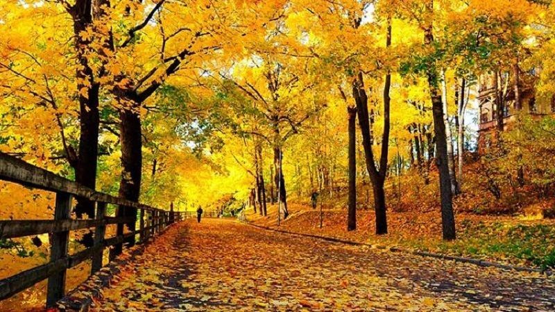 پاییز کرونایی و دلهای تنگ/ زیباییهای پادشاه فصلها تمامی ندارد + تصاویر پاییز کرونایی و دلهای تنگ/ زیباییهای پادشاه فصلها تمامی ندارد + تصاویر