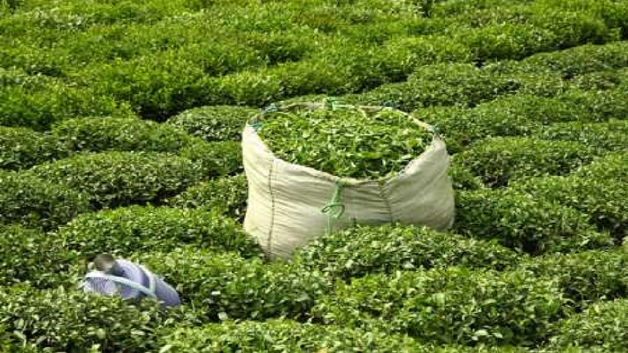 ۹۳ درصد مطالبات چایکاران ‌پرداخت شد/قیمت هر کیلو چای ممتاز ایرانی ۷۰ هزار تومان