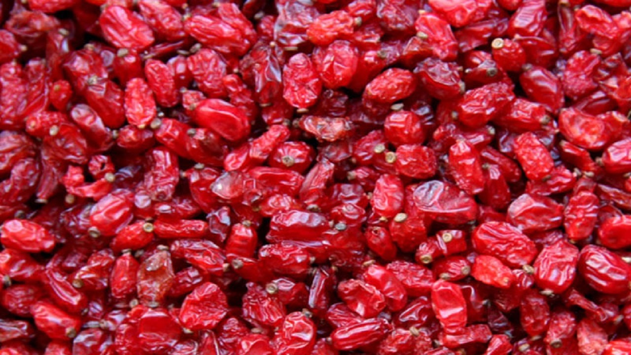 دستگیری سارق زرشک در سربیشه