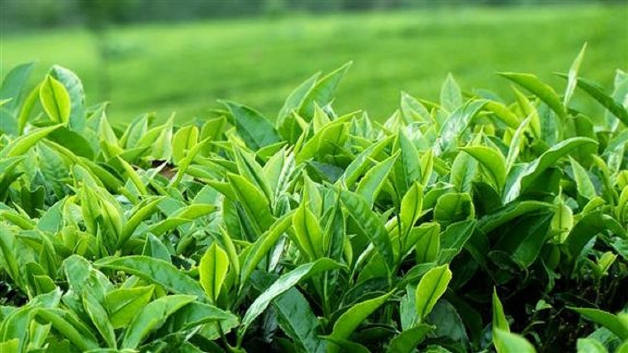 ۱۲ میلیارد تومان از مطالبات چایکاران شمال واریز شد
