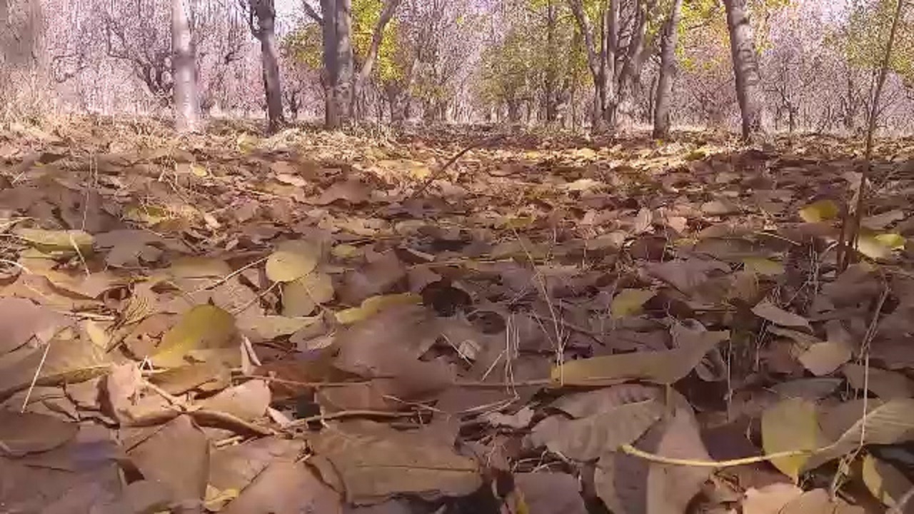 نمایی از طبیعت پاییزی در روستای تکه + فیلم