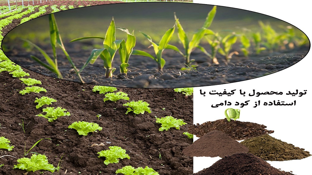 ضرورت استفاده از کود‌های دامی چیست؟