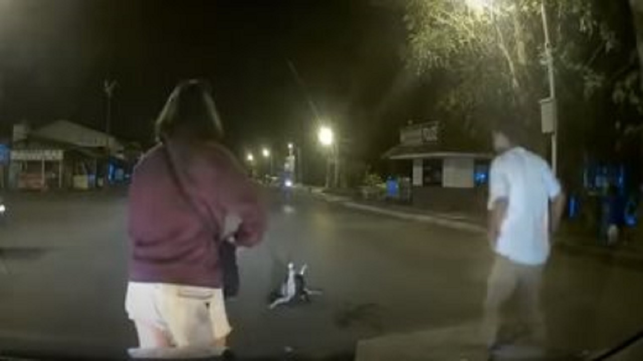 با هفت جان ... گربه ای قبل از بلعیدن در هند از چنگ مار نجات یافت