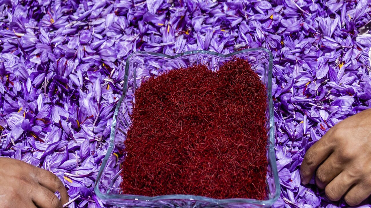 نوبرانه طلای سرخ در سرزمین طلای سیاه