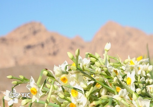 بهار نرگس در کویر/ خوشبوی زمستانی، نیازمند حمایت