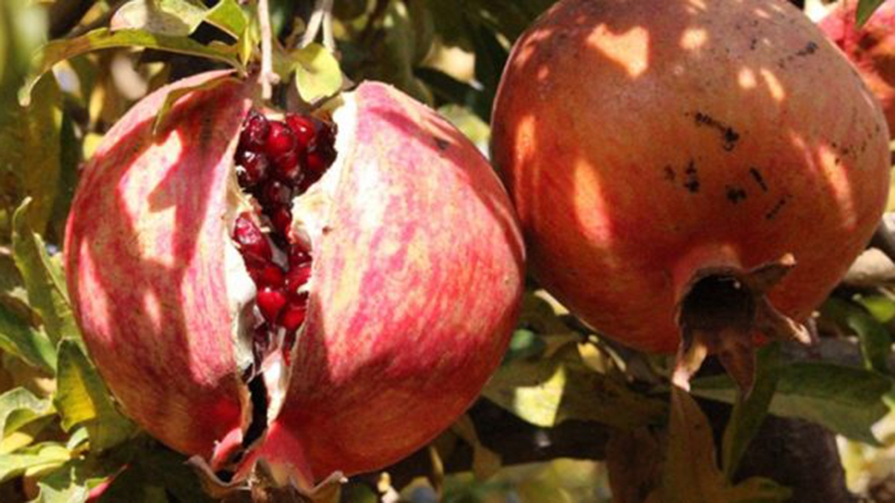 برداشت انار از انارستان‌های بختگان