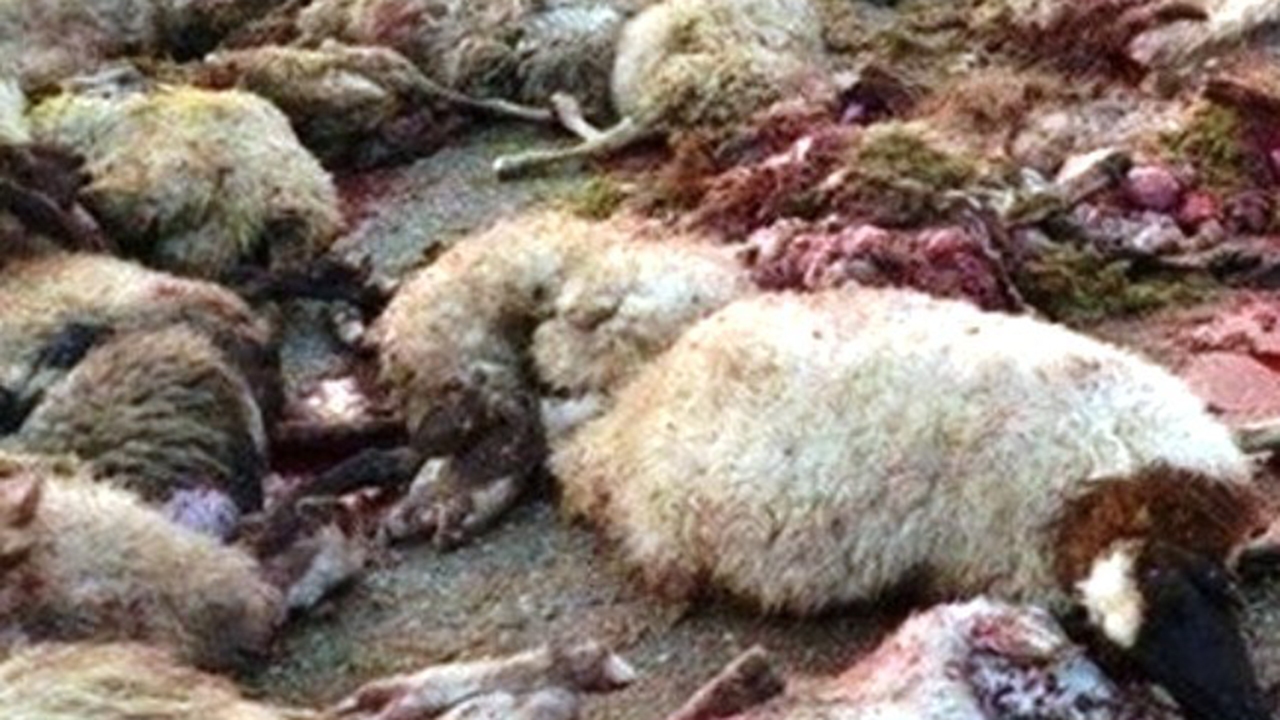 پلنگ گرسنه در کازرون ۸ راس گوسفند را از پا درآورد