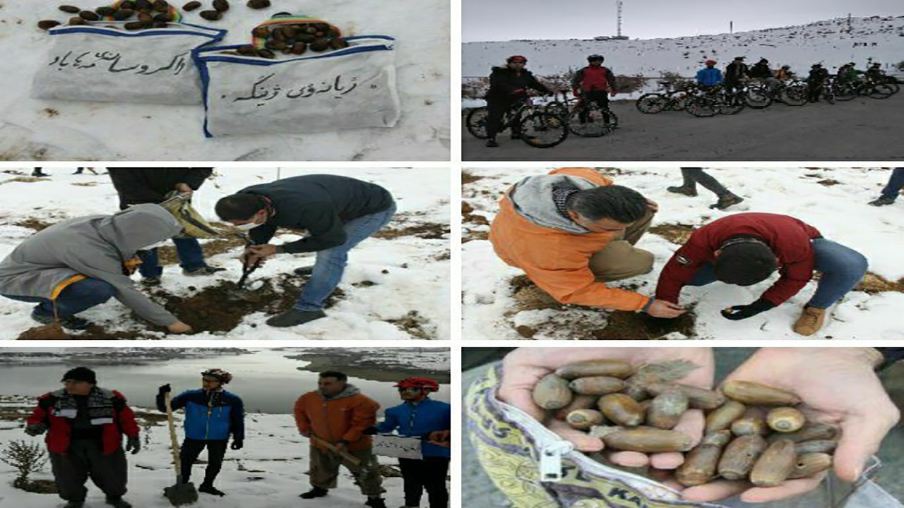 کاشت ۲ هزار بذر بلوط در مهاباد