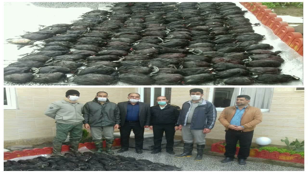 دستگیری عاملان قاچاق پرنده مهاجر در فریدونکنار