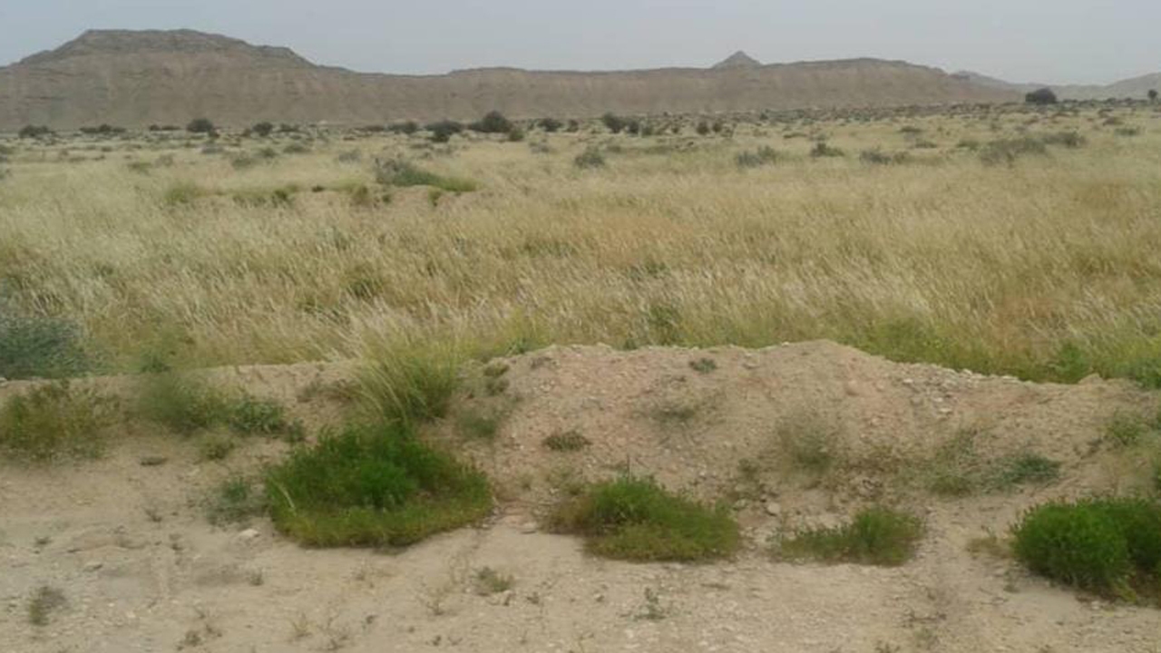 آغاز عملیات بذر کاری در اراضی مرتعی دشت گبر روستای کاریان لارستان