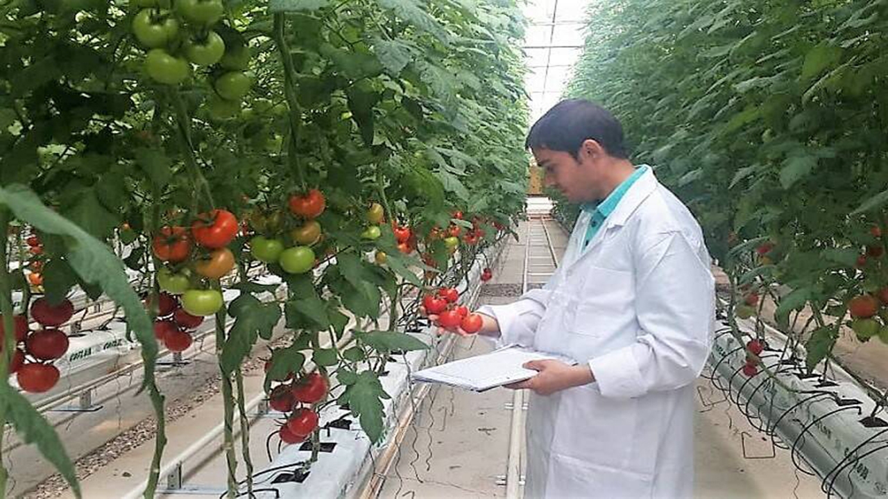 وجود ۱۳ هزار مترمربع گلخانه هیدروپونیک در کرمان