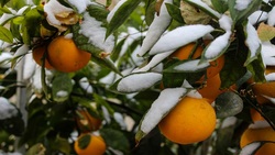پرداخت خسارت به باغداران