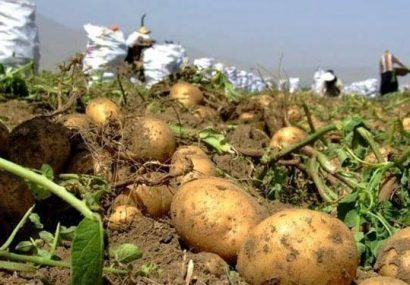 ذخیره نیم میلیون تن سیب‌زمینی در انبار‌های استان همدان