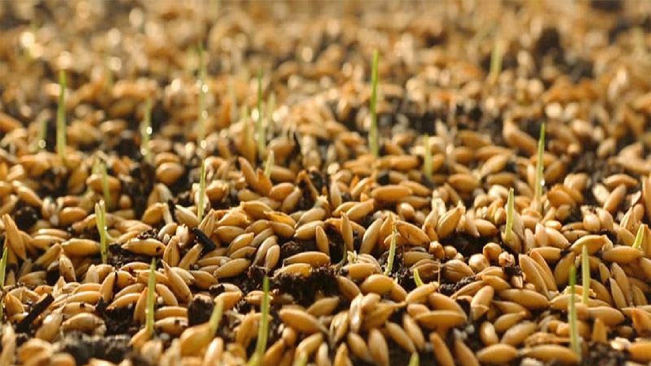 توزیع بیش از۱۰۰ تن بذر اصلاح شده گندم و جو در کاشمر