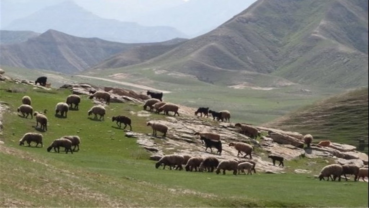 خاکی که با چرای بی رویه دام در خراسان شمالی به فنا می‌رود