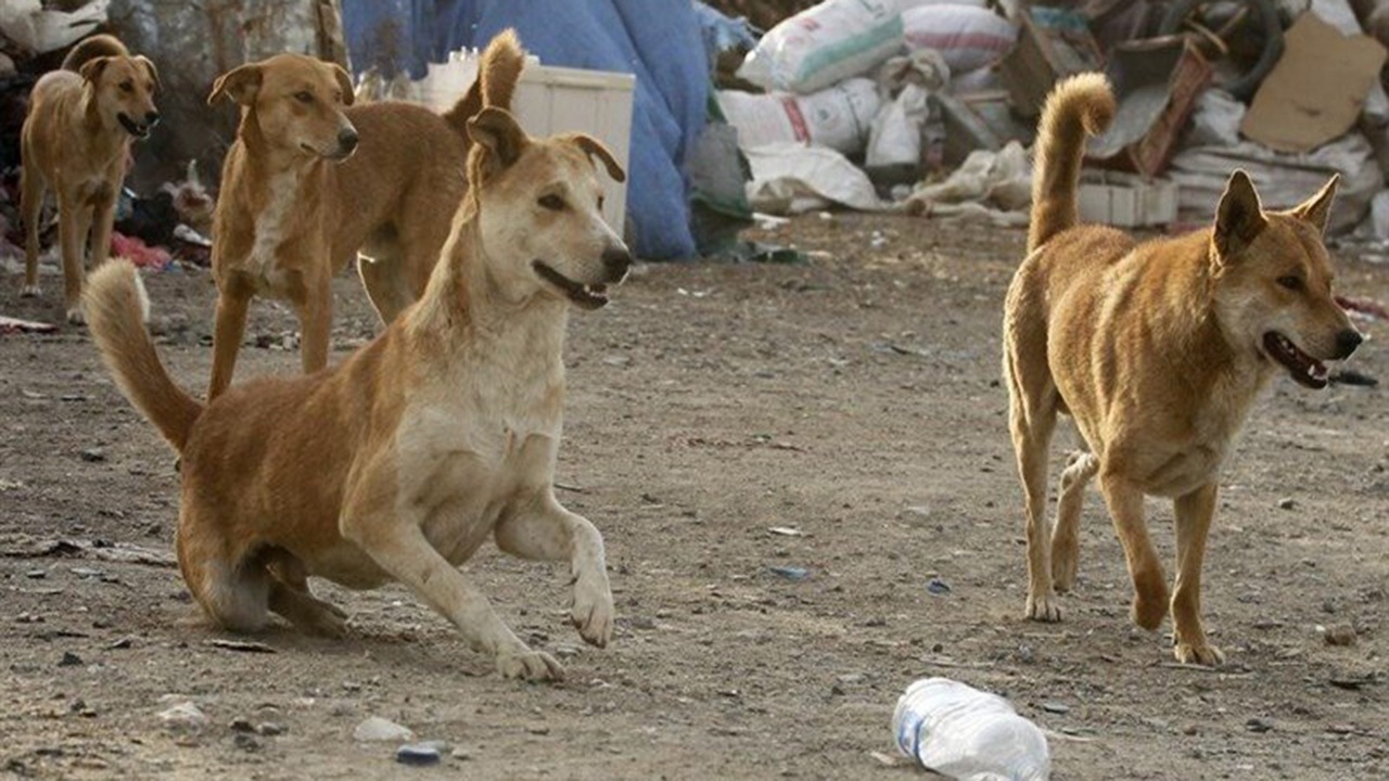 کنترل جمعیت سگ&zwnj;های ولگرد نیازمند همراهی عموم شهروندان